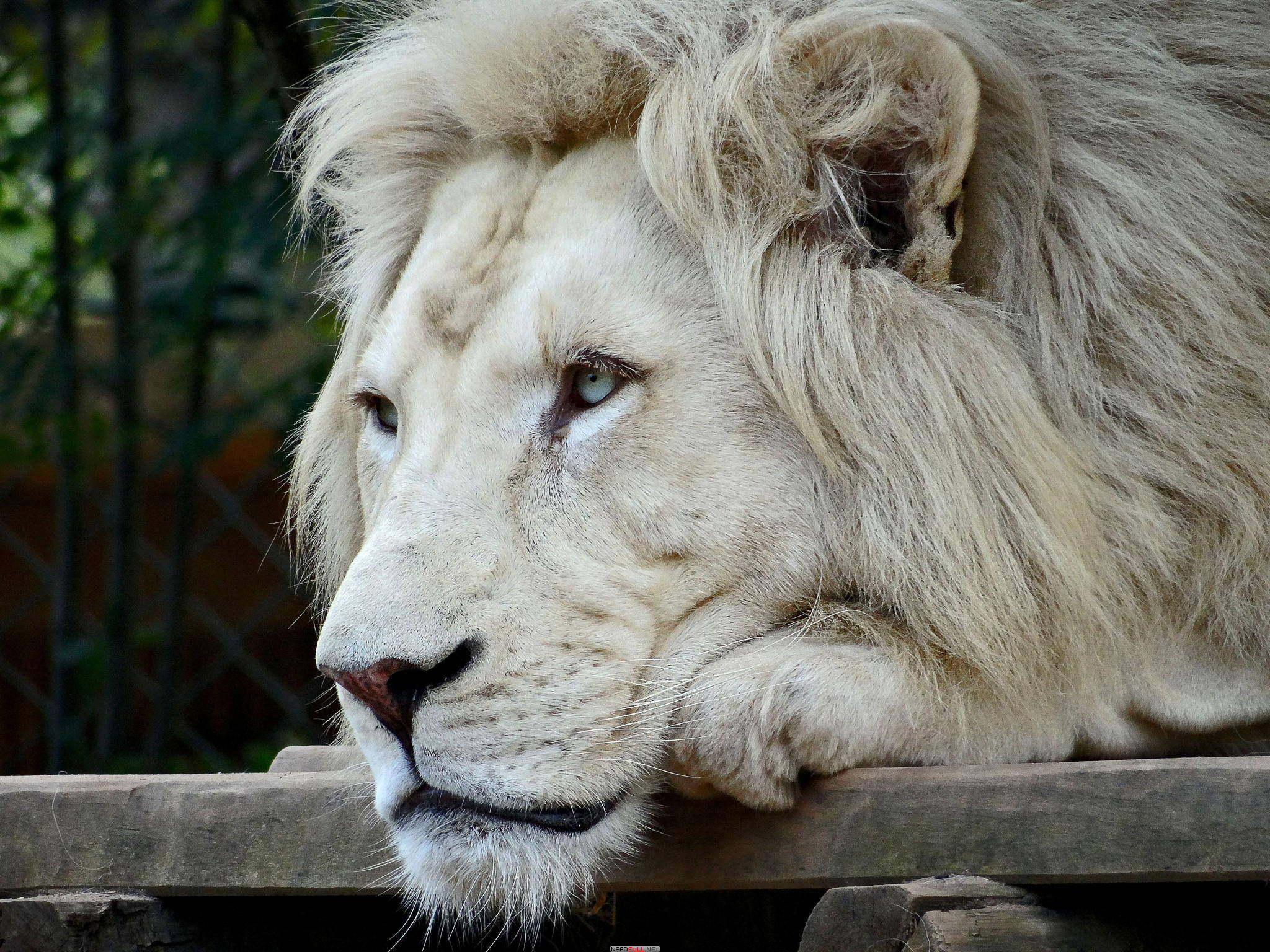 лев скучает фото
