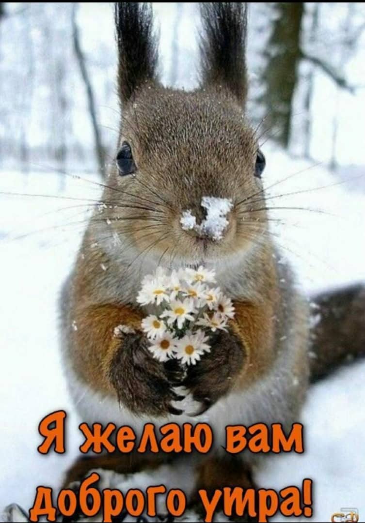 Доброе утро картинки красивые животные
