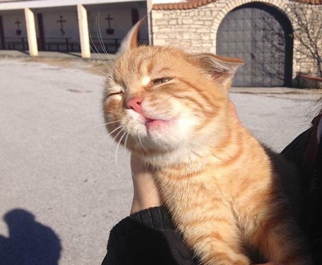 Кот всратый