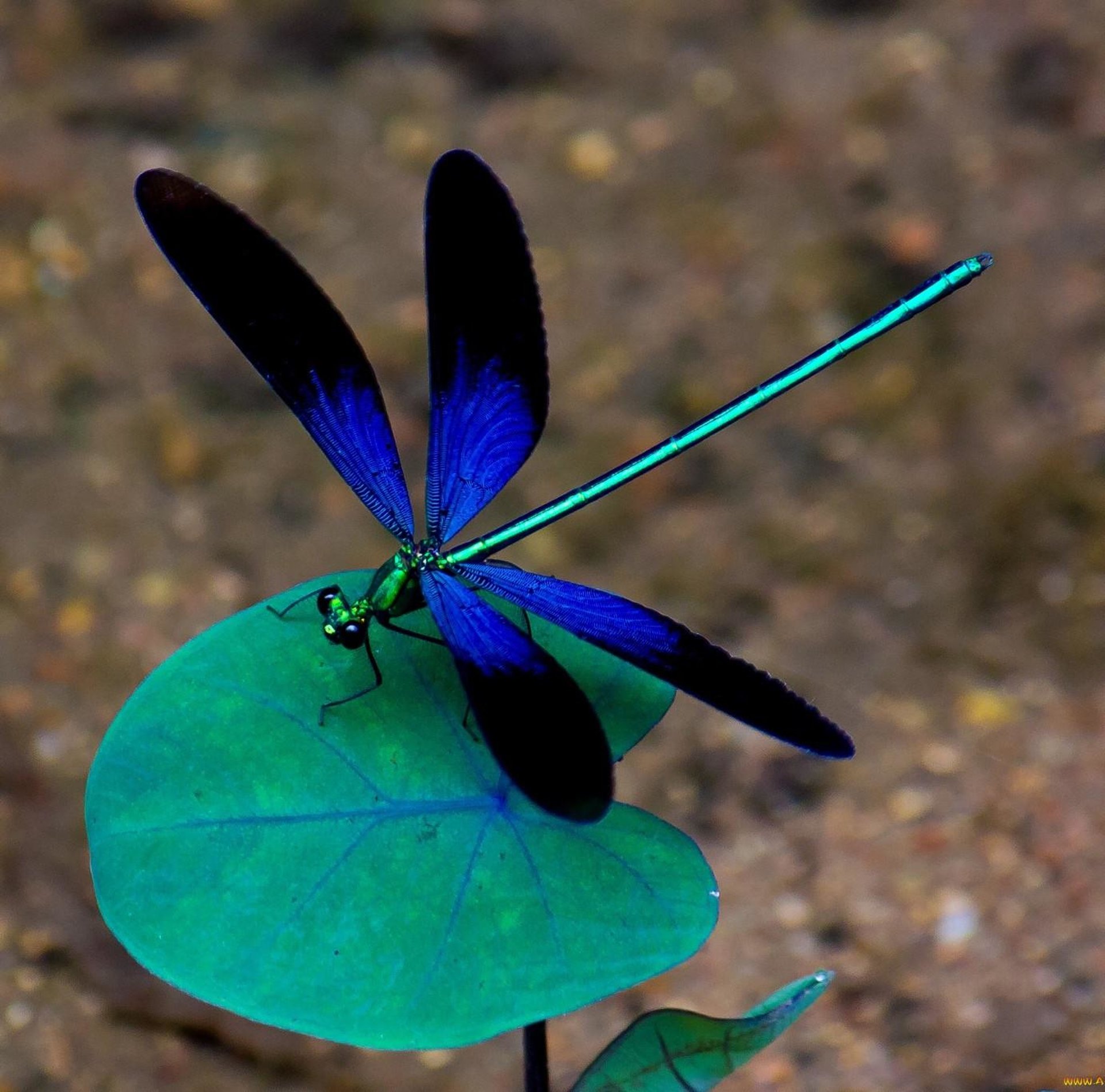 Цветок похож на крылья бабочки. Стрекоза синяя Драгонфлай. Стрекоза Дарнера. Стрекоза Радужница. Стрекоза Громовик.