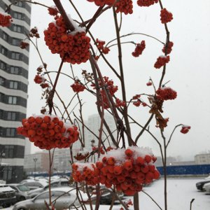 Albina Оva