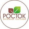 Росток