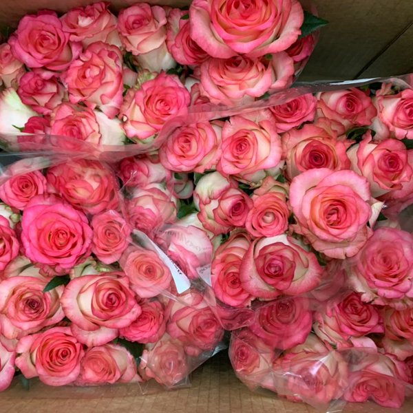 Florentika logo. Рижский рынок цветы. Флорентика. Флорентика. Калужский цветочный холдинг недельное.