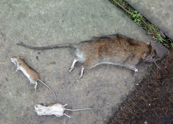 Крысы: кто такие, фото, размеры, срок жизни и чем опасны