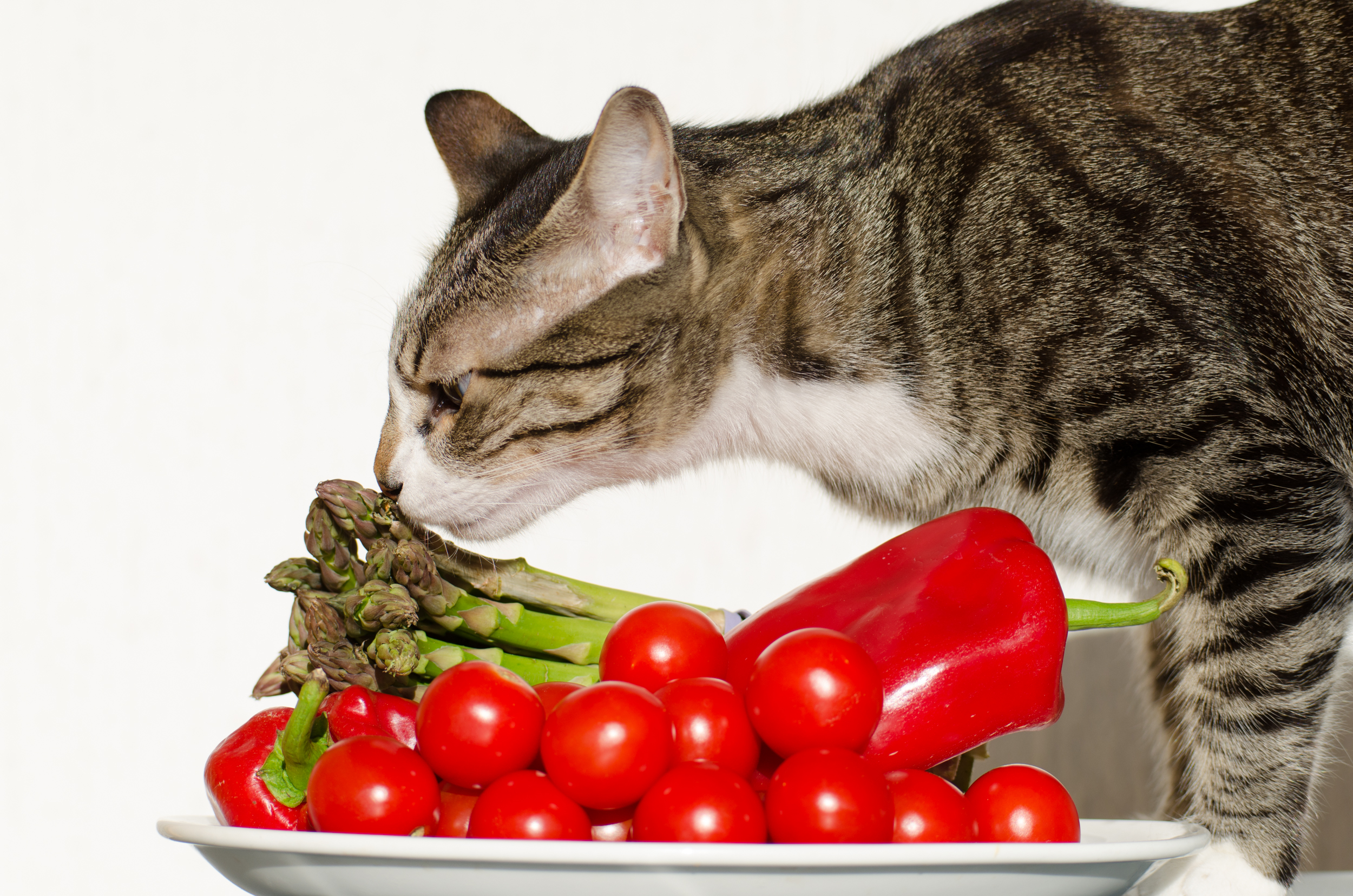 Кошки во время еды. Кошка и овощи. Кошка с фруктами. Еда для кошек. Кот ест овощи.