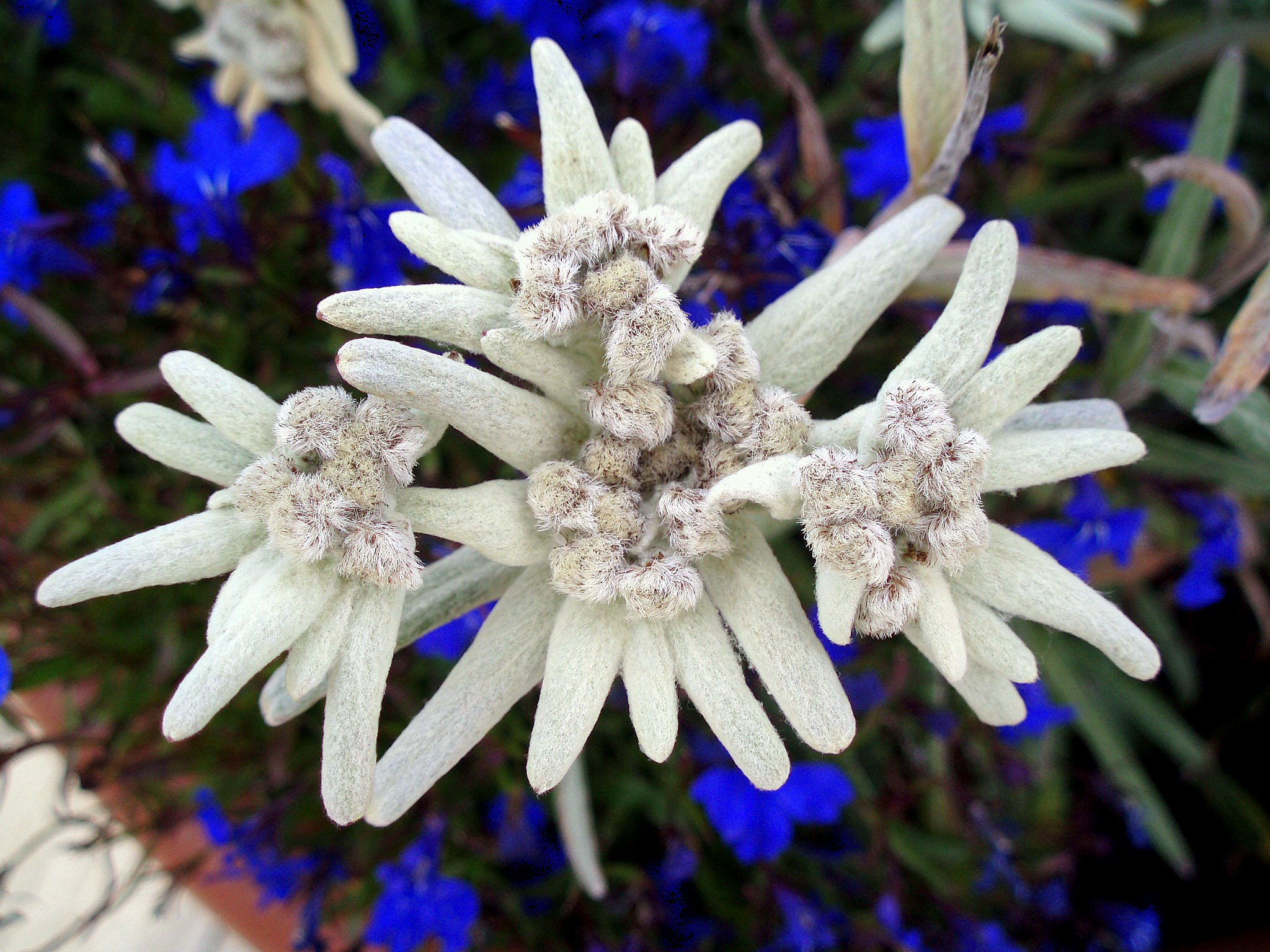 Leontopodium alpinum Cass Эдельвейс Альпийский