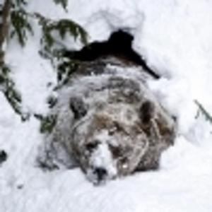 Siberian
