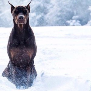 Жора Пельменштэйн