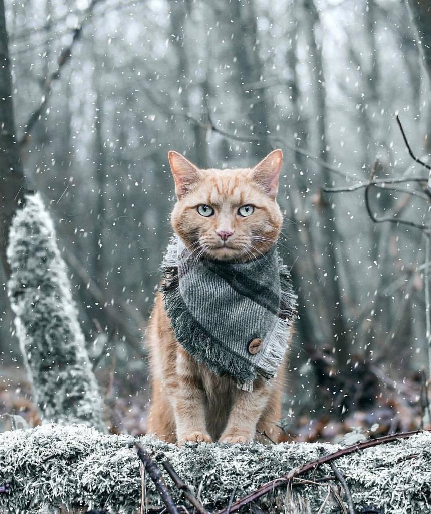 Суровые коты
