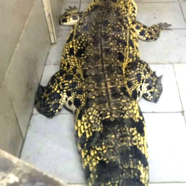 Крокодилвиль екатеринбург