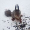 Squirrel_17_54