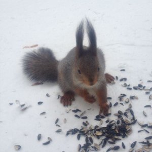 Squirrel_17_54