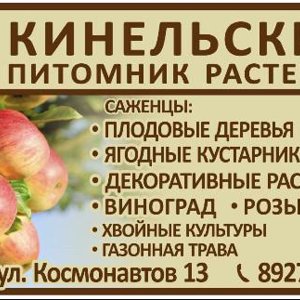Кинельский Виноград Купить Саженцы В Самаре