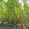 Алена Витальевна