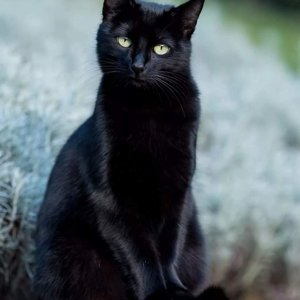 Чёрный кот