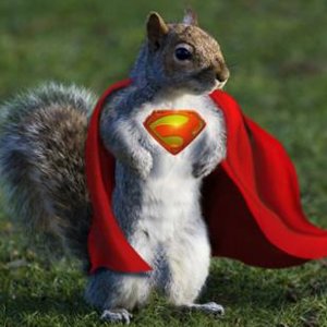 super.belka