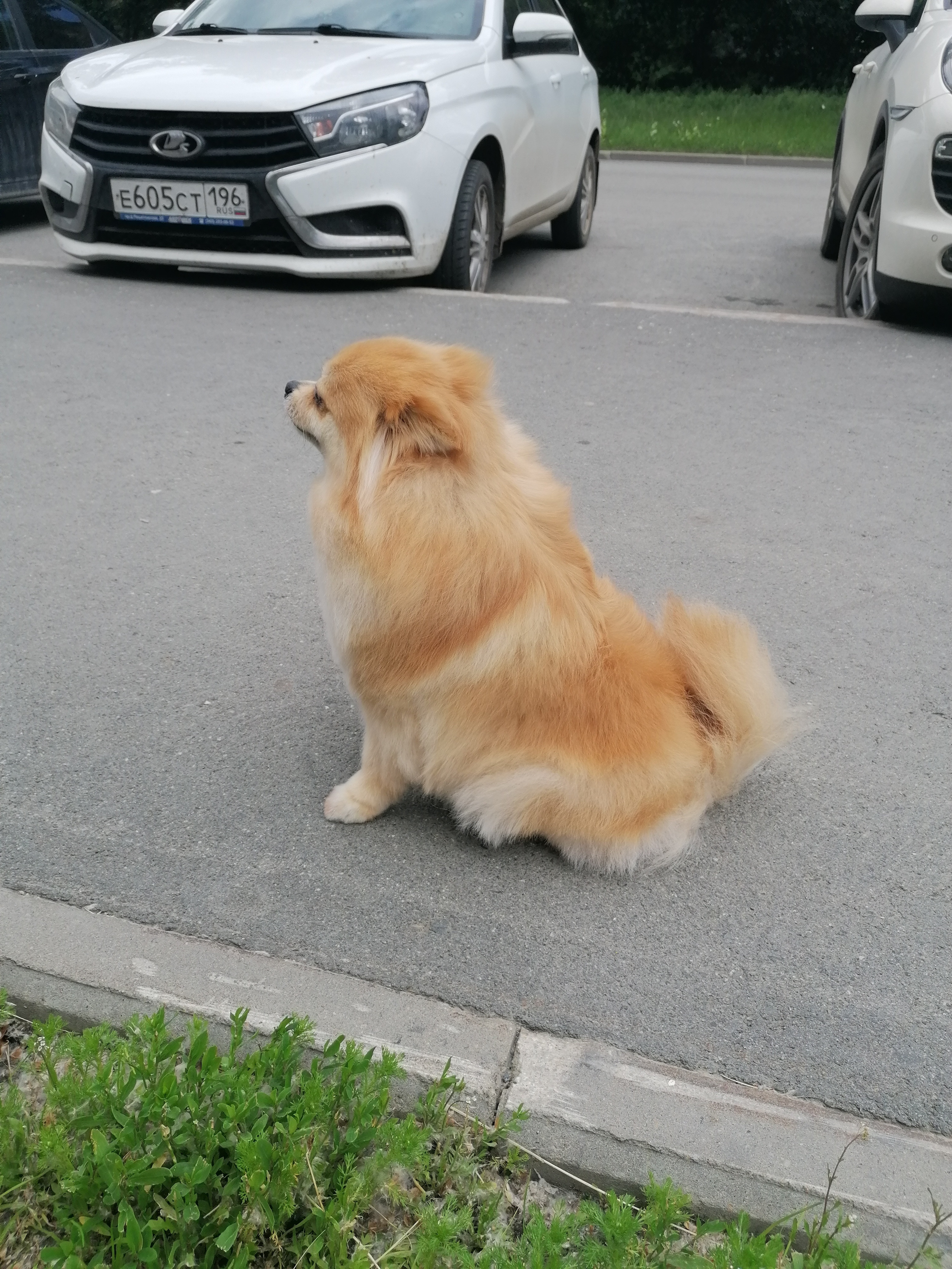 GROOM, салон для животных, ЖК Юг-Центр, Союзная, 2, Екатеринбург — 2ГИС