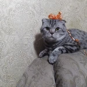 Korotykhina Borisovna