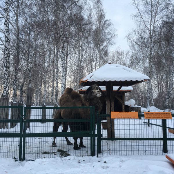 Военторговская 4 1 крематорий. Крематорий Новосибирск. Верблюд в крематории Новосибирск. Крематорий Новосибирск на военторговской. Новосибирский крематорий верблюд.