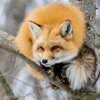 hector_fox