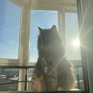 Timur KaKu
