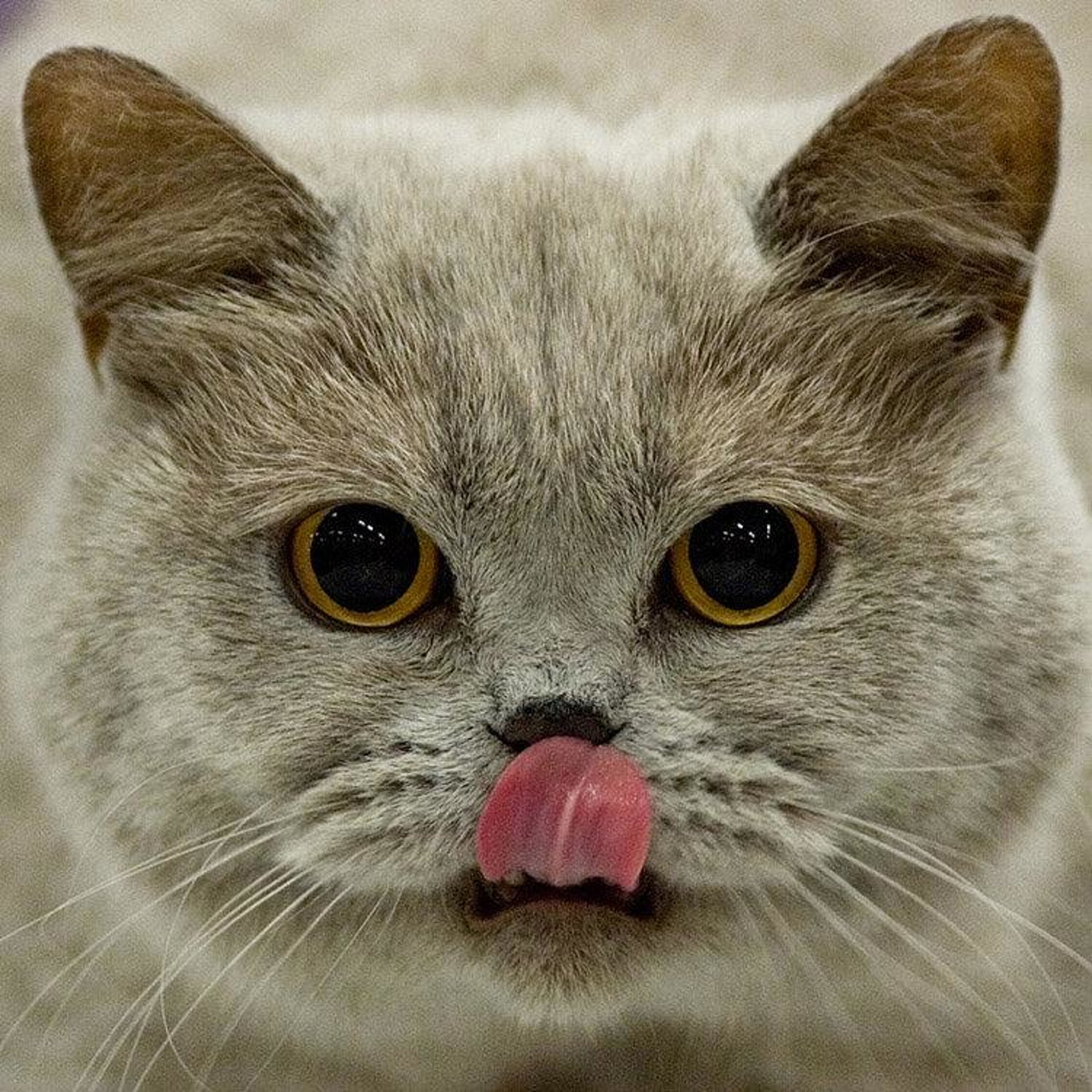 Киски показывают язык. Котенок с язычком. Котик облизывается. Котик с языком. Кошка с высунутым языком.