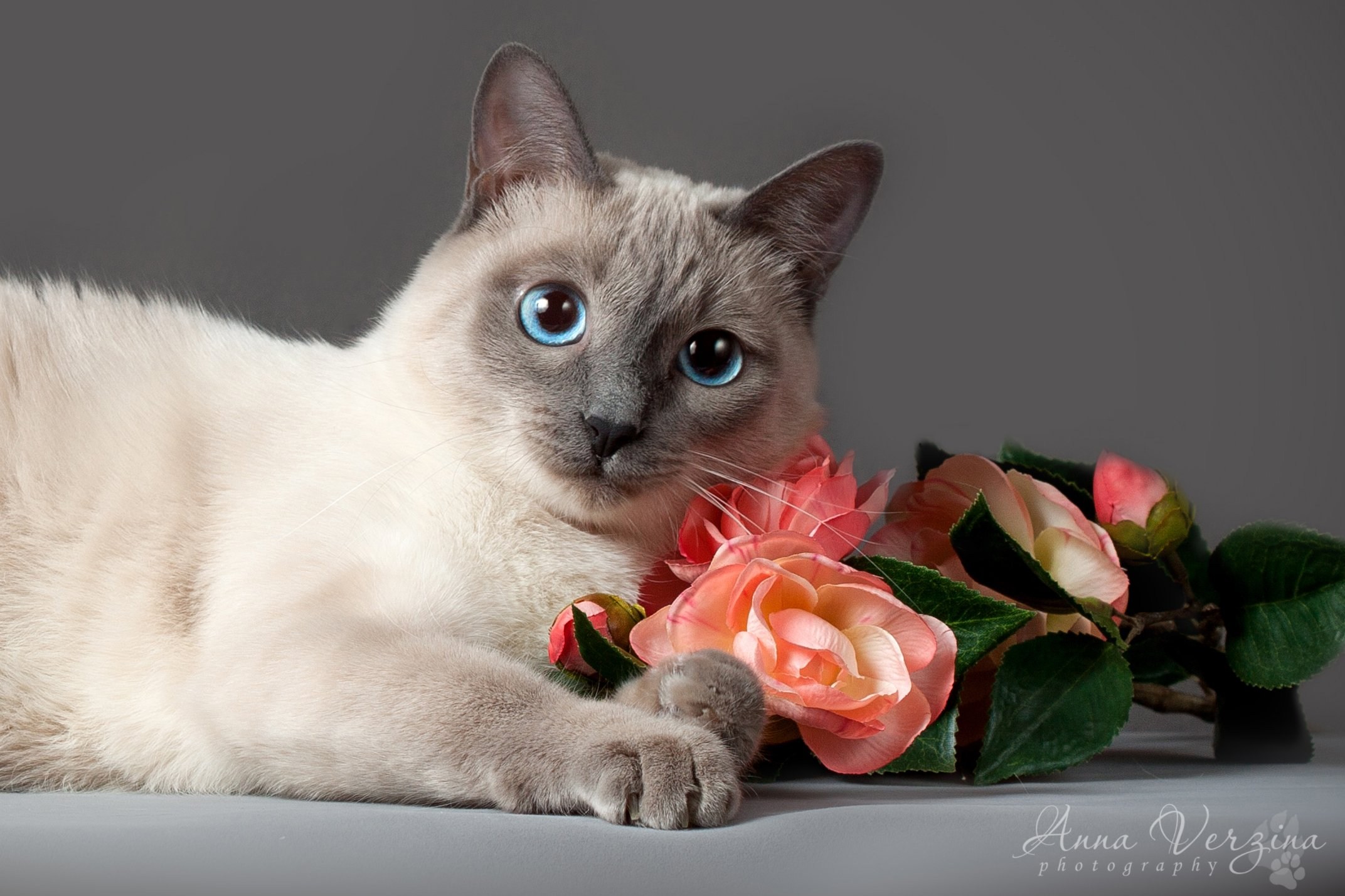 Прекрасная кошечка. Тайская голубая кошка. Тайская кошка длинношерстная. Сиамская и тайская кошка. Сиамские тайские котята.