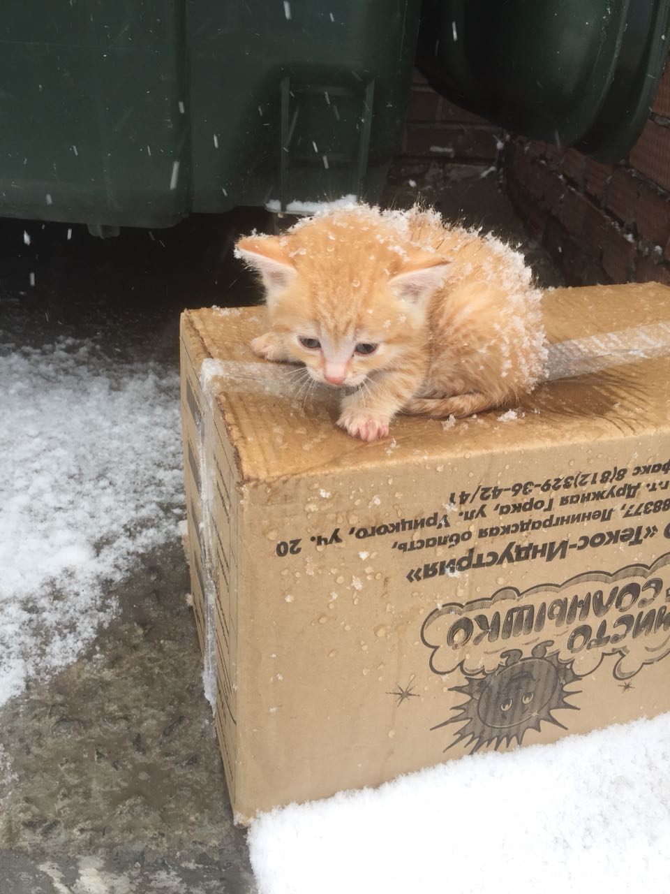 Брошенные котята в коробке