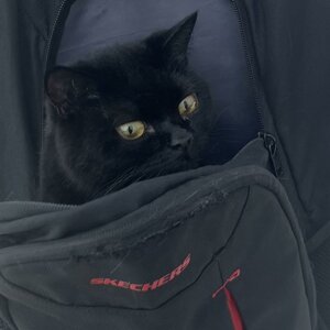 Balu