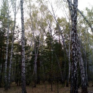 Сайт форест хаус хаус омск. Forest House Омск. Форест Хаус Омская область осень.