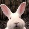 mr.bunny