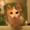 Koshka-Busya Murchunova