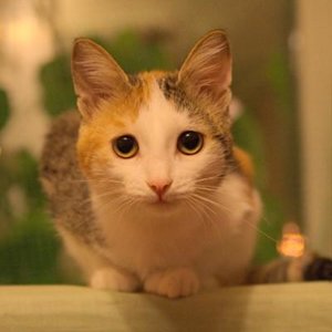 Koshka-Busya Murchunova