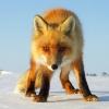 Siberian_Fox