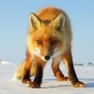 Siberian_Fox