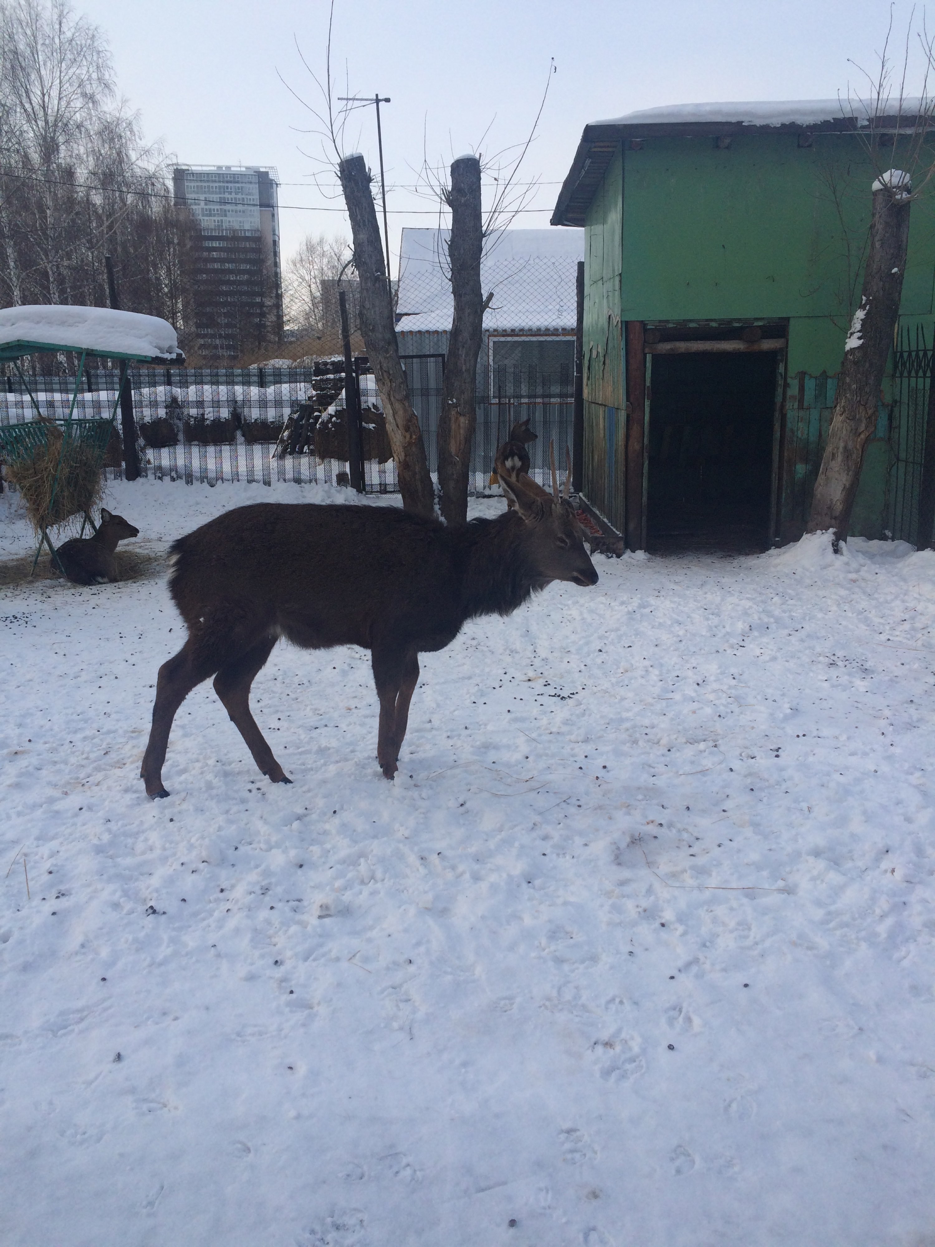 барнаульский зоопарк лесная сказка