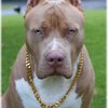 Pitt