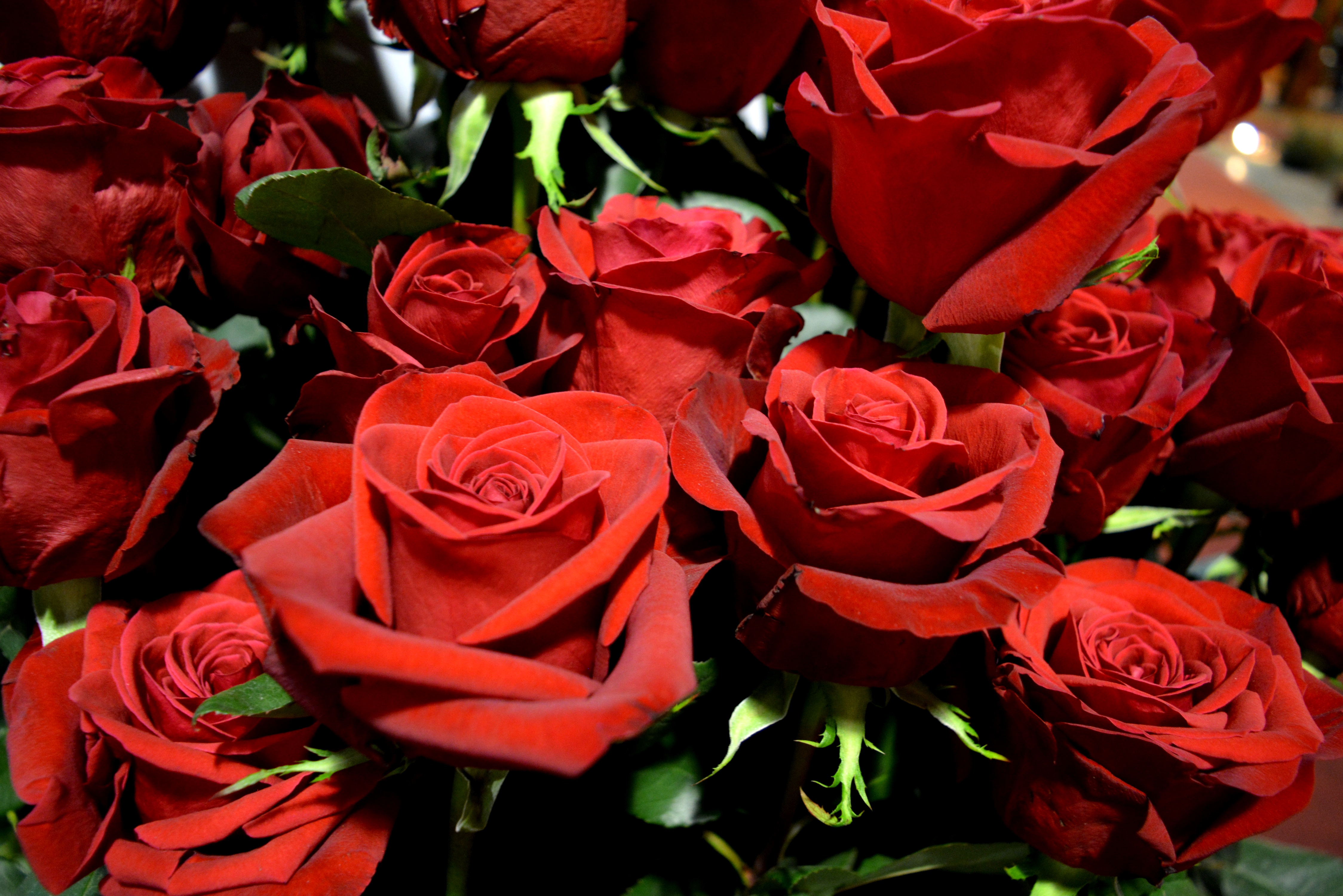 Красивое фото красной розы. Шикарные красные розы. Ярко красные розы. Цветы розы Алые.