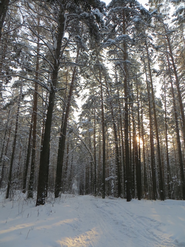 Заельцовский парк новосибирск зимой