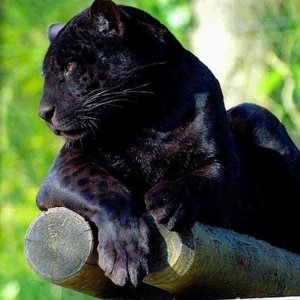 panthera_black