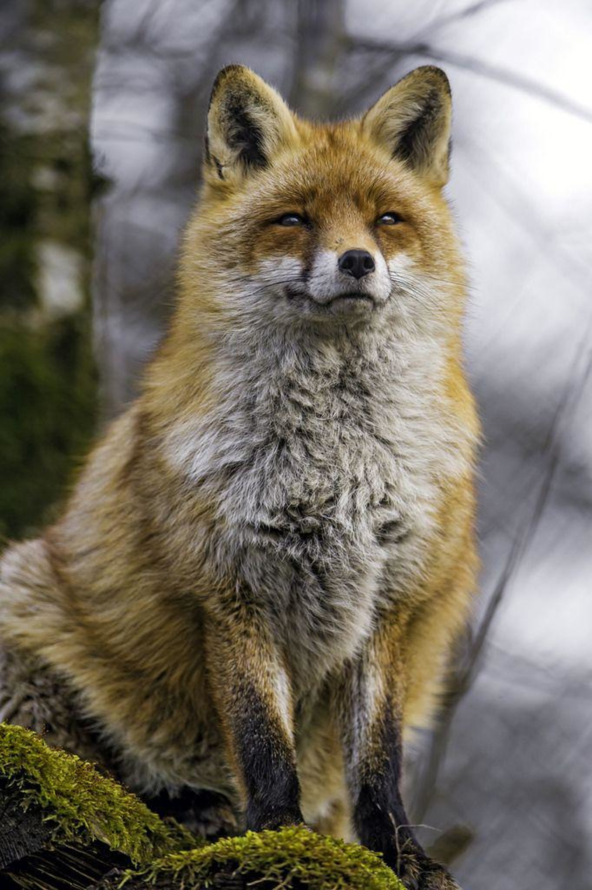 Most fox. Лисица Сибирская. Лиса европейская. Самец лисы. Гордая лиса.