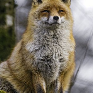 Fox