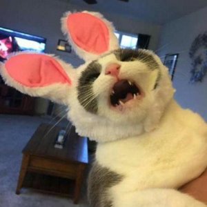 Саша Королёва
