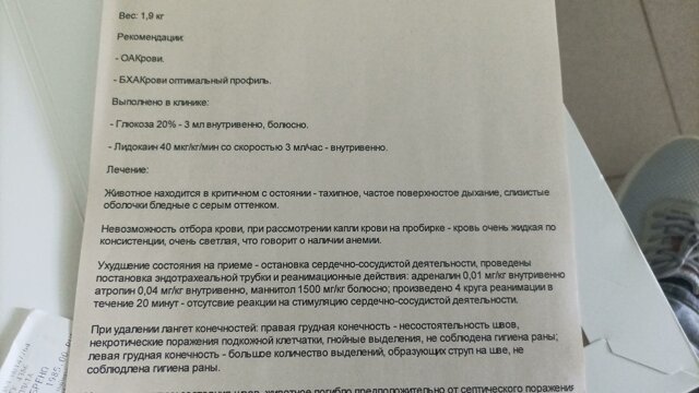 ГОРОДСКОЙ ВЕТЕРИНАРНО-ДЕЗИНФЕКЦИОННЫЙ ОБЛАСТНОЙ КРЕМАТОРИЙ - Услуги для животных