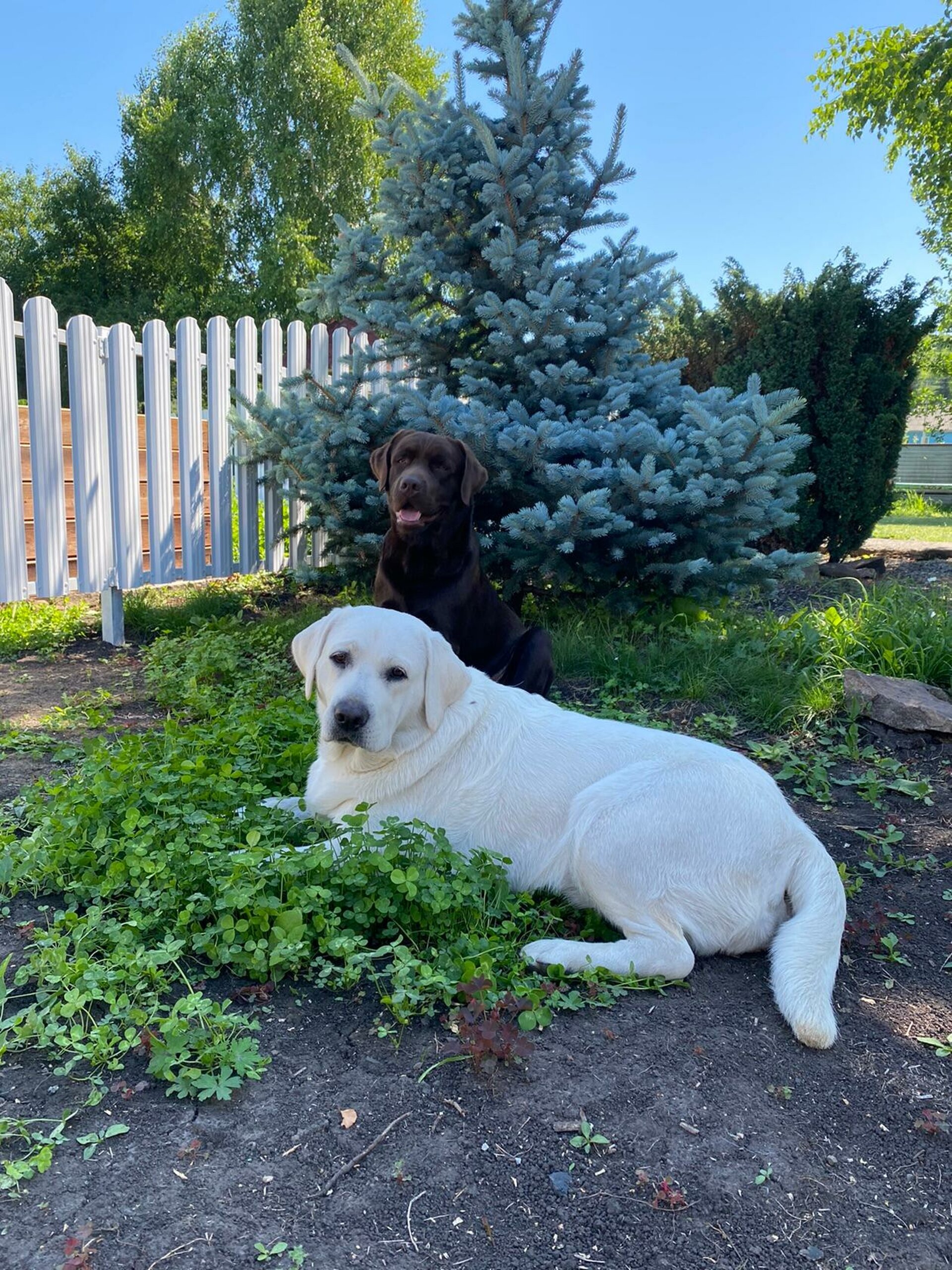 Dog House, зоокомплекс, Еланьская улица, 7а, Новокузнецк — 2ГИС