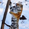 Александр Костенко