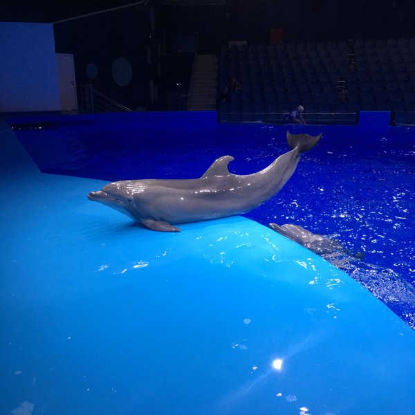 Океанариум Екатеринбург Купить Билеты На Шоу Дельфинов