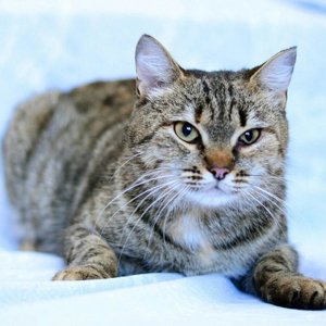 Ирина Сураева