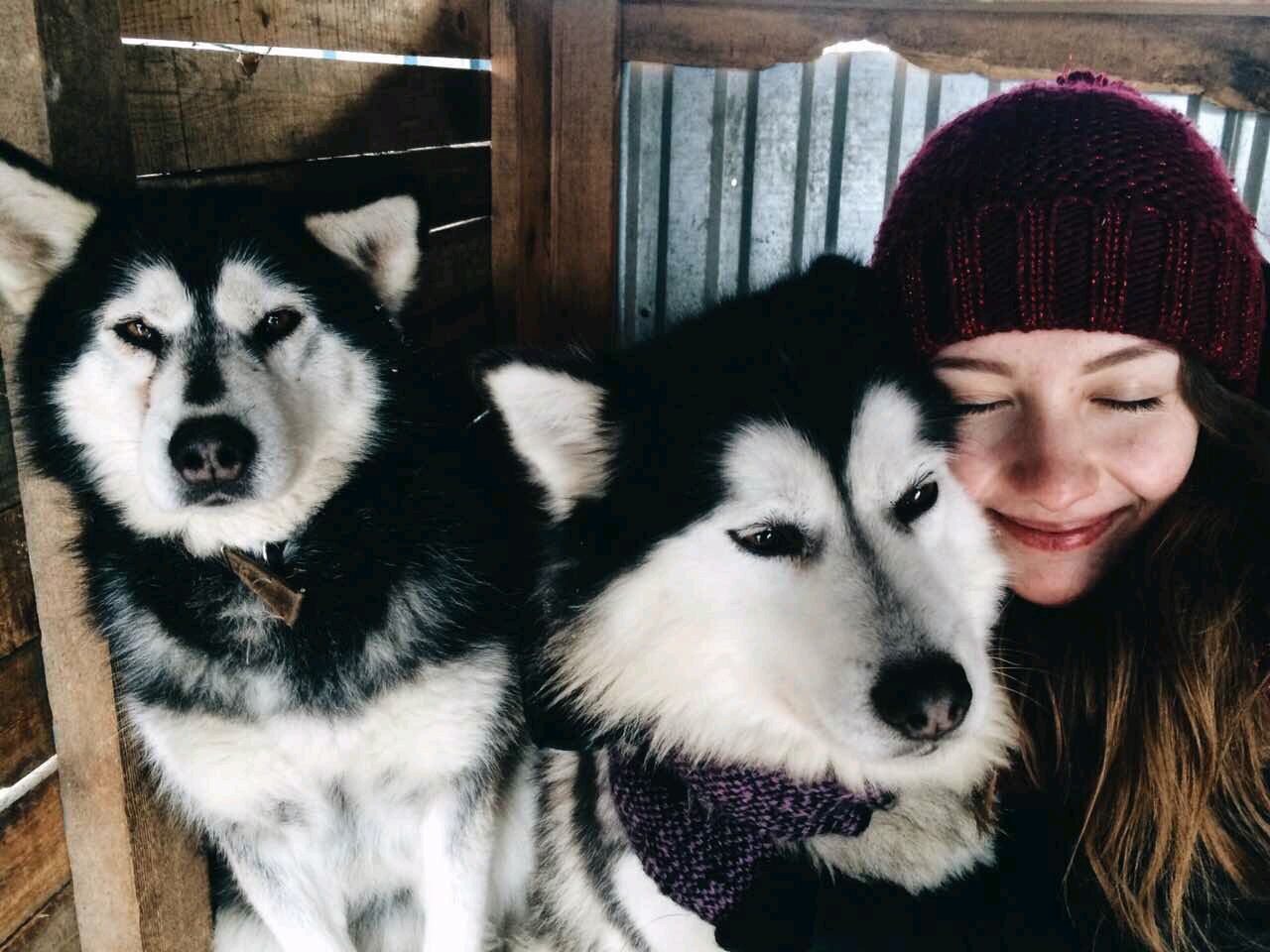 Питомник ездовых собак эльбрус. Эльбрус питомник ездовых собак екатеринбург. Питомник хаски екатеринбург эльбрус. Эльбрус питомник ездовых собак екатеринбург. Эльбрус питомник ездовых.