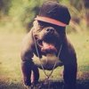 Bulldog French